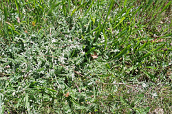 Photo taken at UCSC Campus Natural Reserve © Dean W. Taylor. 